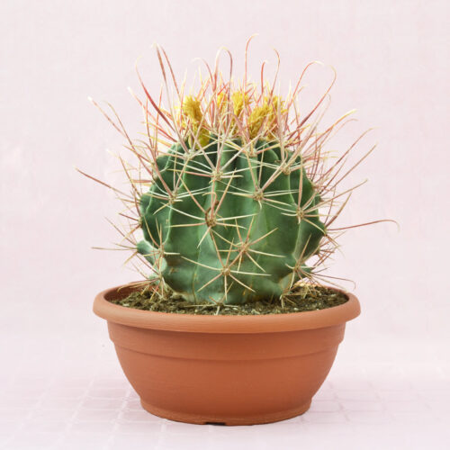 Ferocactus hybrid a vaso 30