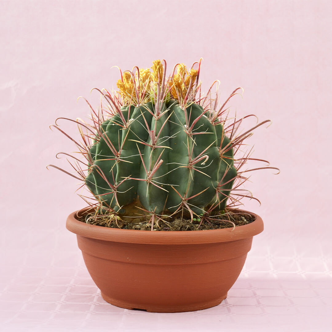 ferocactus hybrid b vaso 30