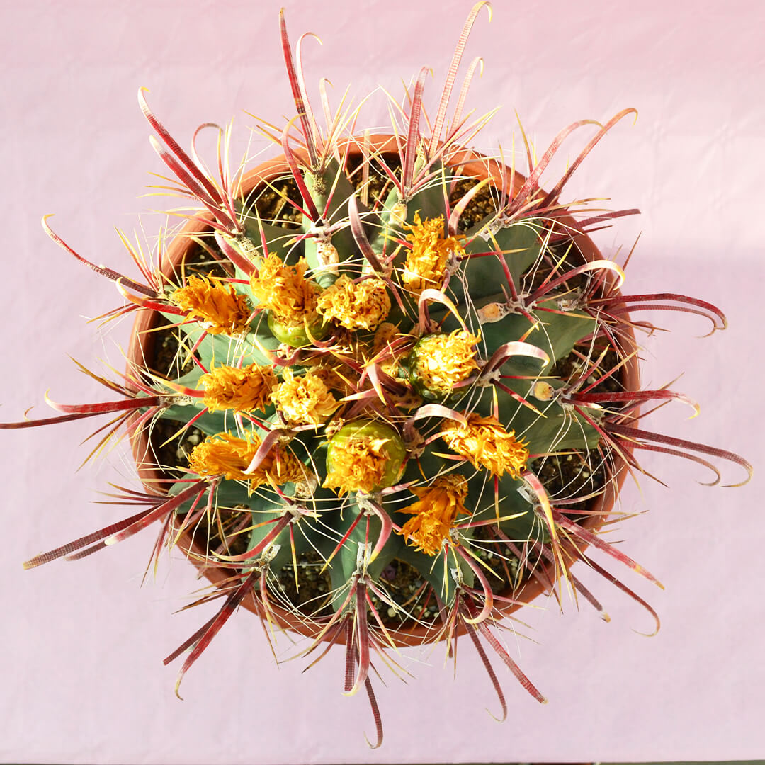 ferocactus hybrid b vaso 30