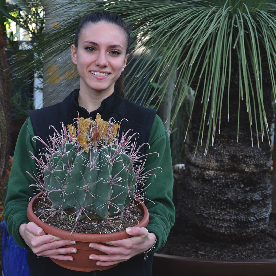 ferocactus hybrid b vaso 30