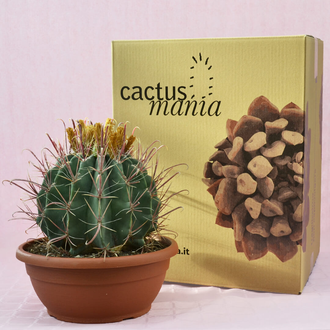 ferocactus hybrid b vaso 30