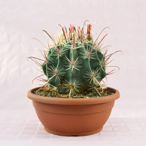 Ferocactus hybrid c vaso 30