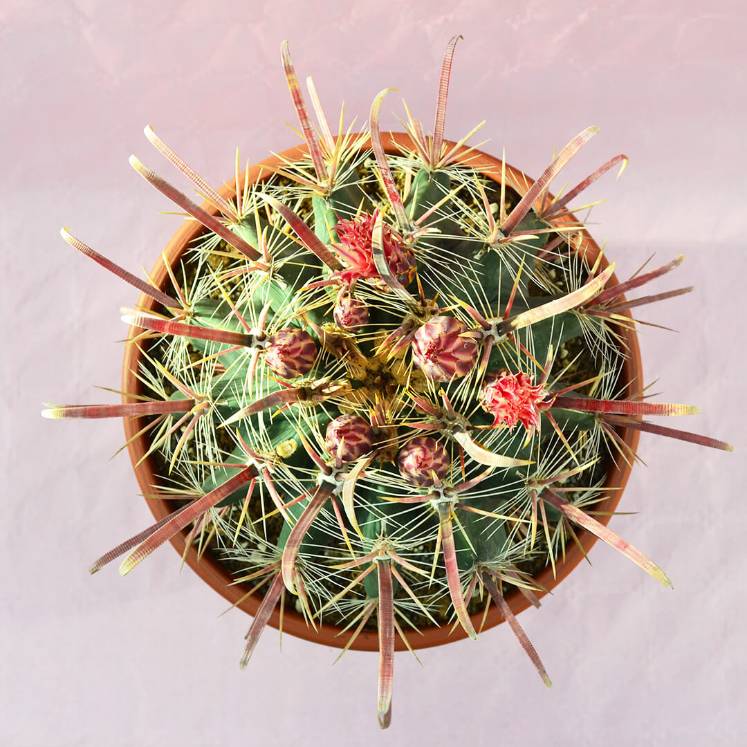 Ferocactus hybrid c vaso 30