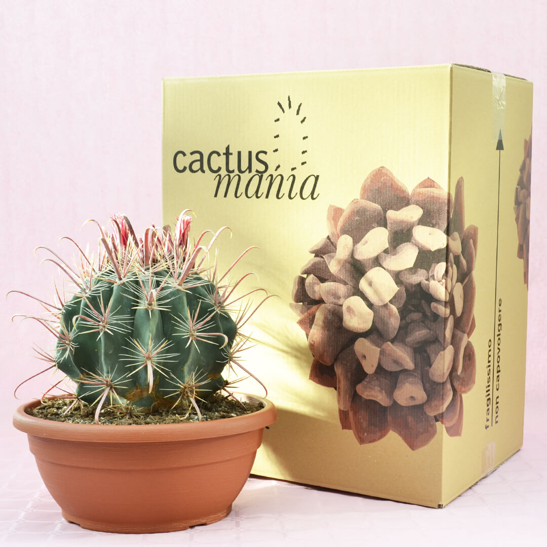 Ferocactus hybrid c vaso 30