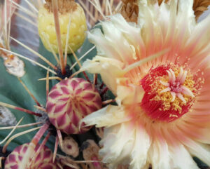Ferocactus rectispinus fiorito