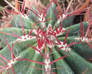 Ferocactus stainesii