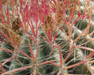 Ferocactus stainesii pilosus