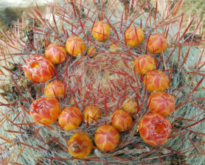 Ferocactus stainesii pilosus Fiori