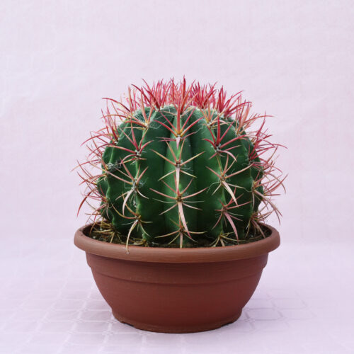 Ferocactus stainesii vaso 30