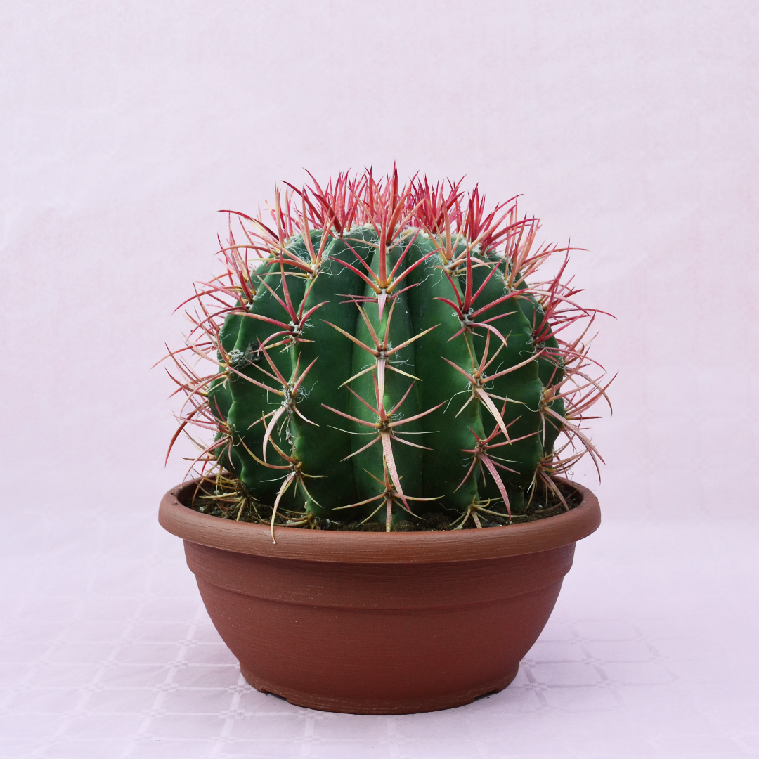 Ferocactus stainesii vaso 30