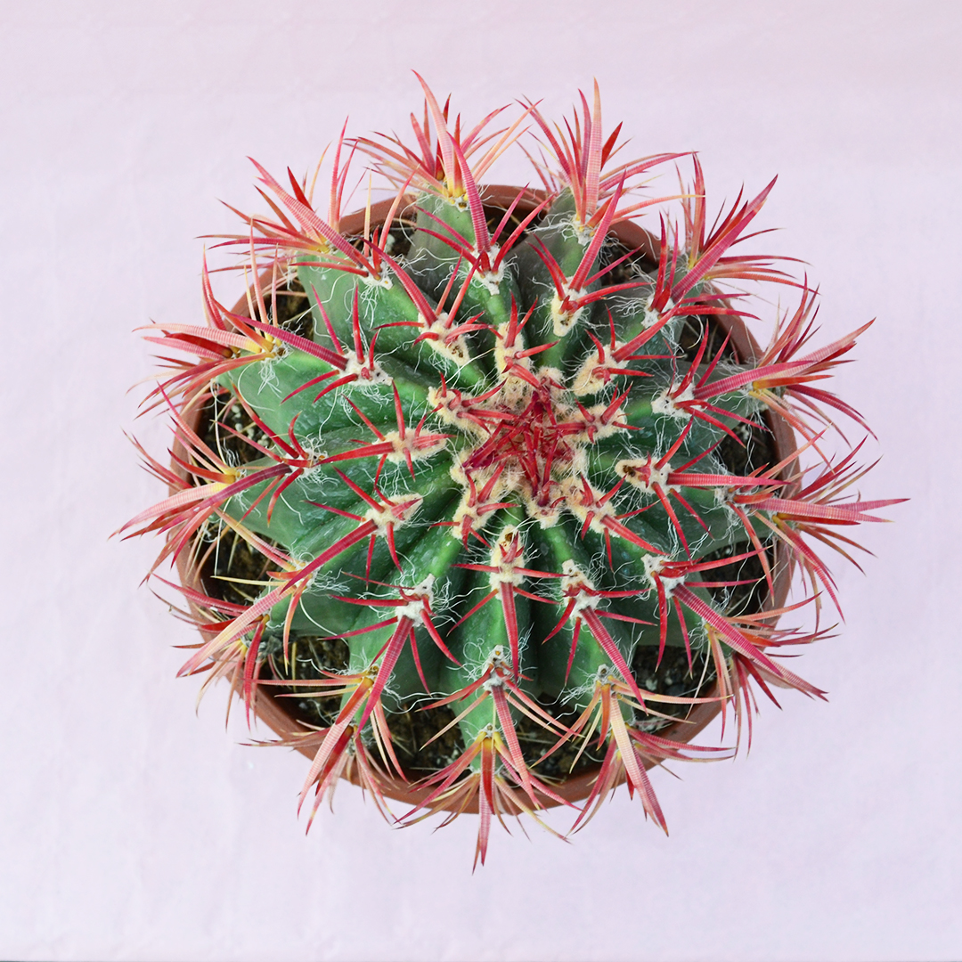 Ferocactus stainesii vaso 30