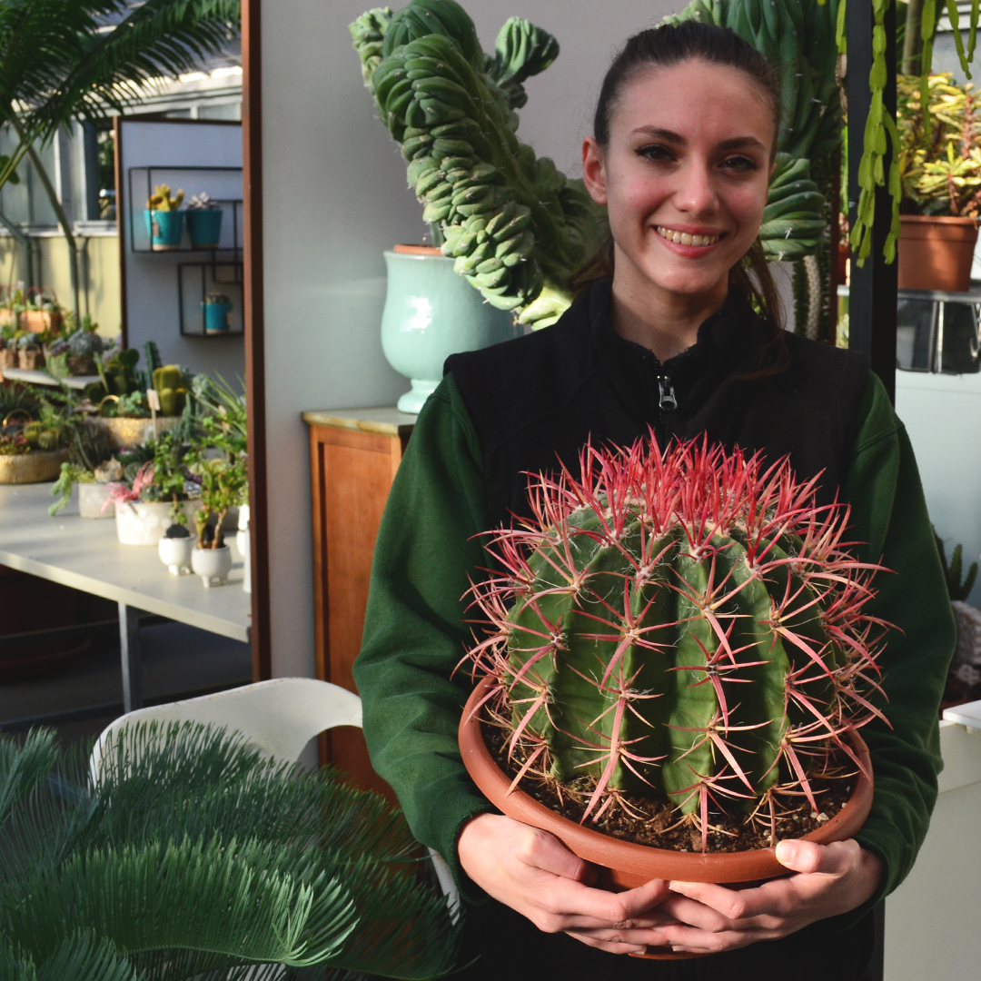 Ferocactus stainesii vaso 30