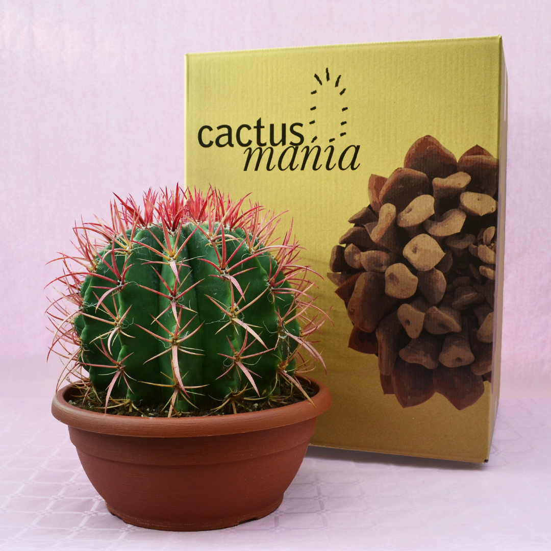 Ferocactus stainesii vaso 30