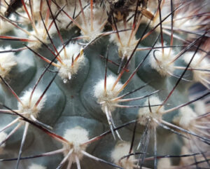 Gymnocactus gyelsdorfianus