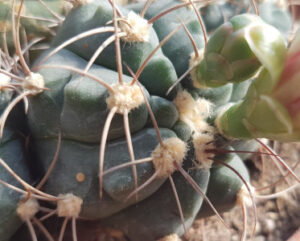 Gymnocalycium chubutense