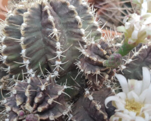 Gymnocalycium mihanovichii