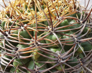 Gymnocalycium monvillei