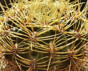 Gymnocalycium multiflorum