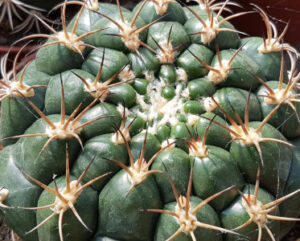 Gymnocalycium saglionis