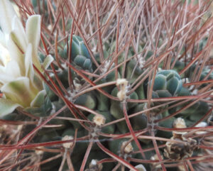 Gymnocalycium schyckendantzii