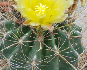 Hamatocactus hamatacanthus