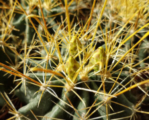 Hamatocactus setispinus