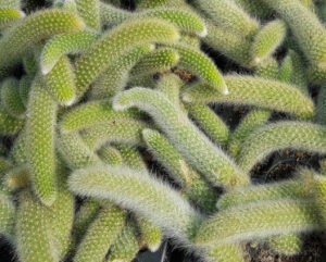 Hildewintera colademononis