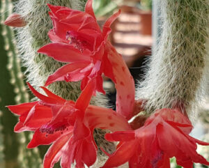 Hildewintera colademononis Fiori