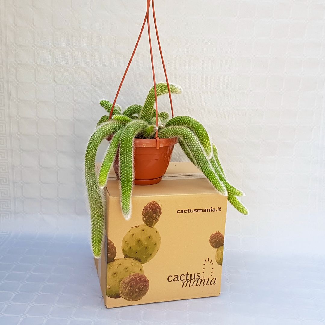 Hildewintera colademononis vaso basket 14