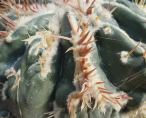 Homalocephala texensis