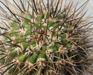 Lobivia aurea