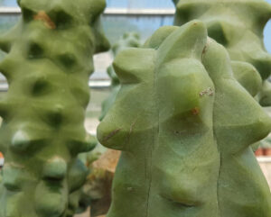 Lophocereus schotii major