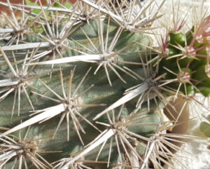Machaerocereus eruca