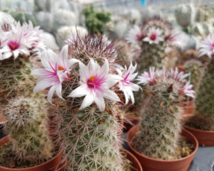 Mammillaria