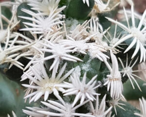 Mammillaria abdita