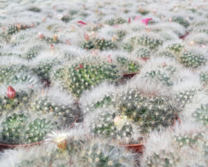 Mammillaria bocasana