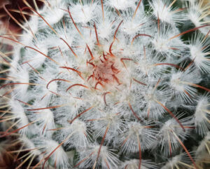 Mammillaria bombycina