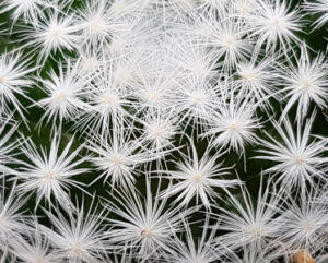 Mammillaria candida