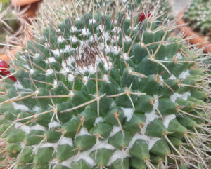 Mammillaria centricirrha