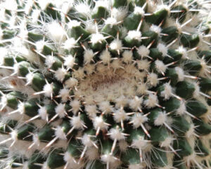 Mammillaria compressa