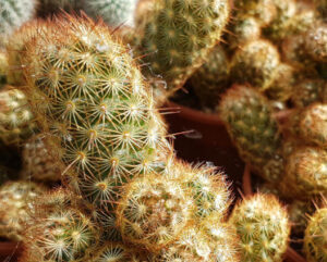 Mammillaria elongata cv