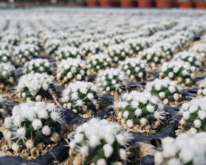 Mammillaria gracilis cv oruga