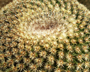Mammillaria huitzilopochtli