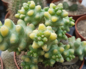Mammillaria longimamma monstruosa
