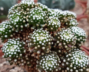 Mammillaria luethyi