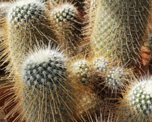 Mammillaria magnifica