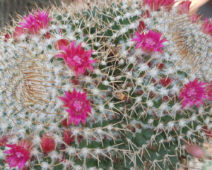 Mammillaria obconella
