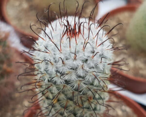 Mammillaria perezdelarosae