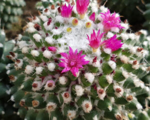 Mammillaria polythele Sin pico