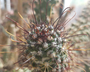 Mammillaria poselgeri